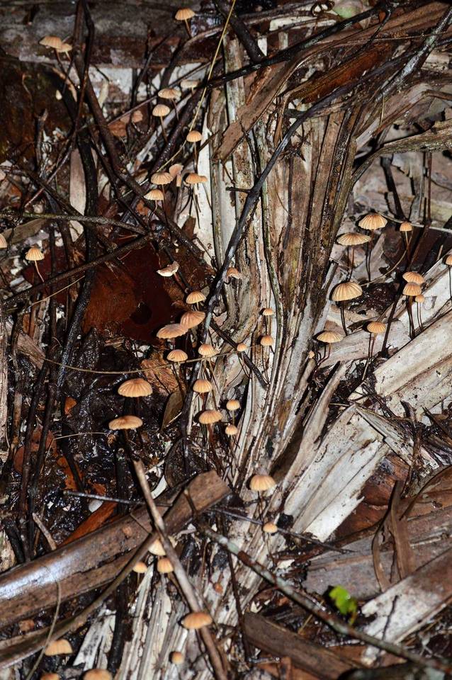 Marasmius coniatus image