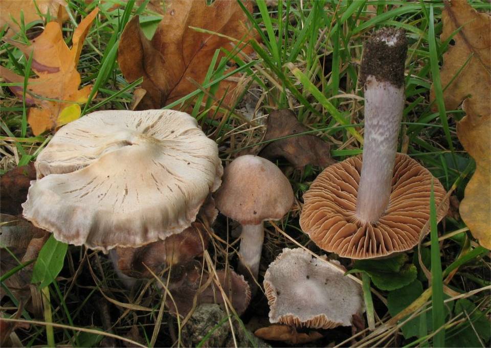 Cortinarius cagei image