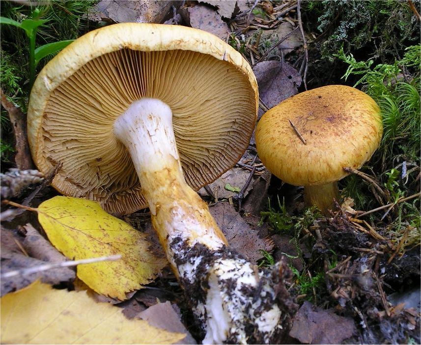 Cortinarius saginus image