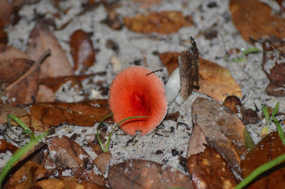 Russula fragiloides image