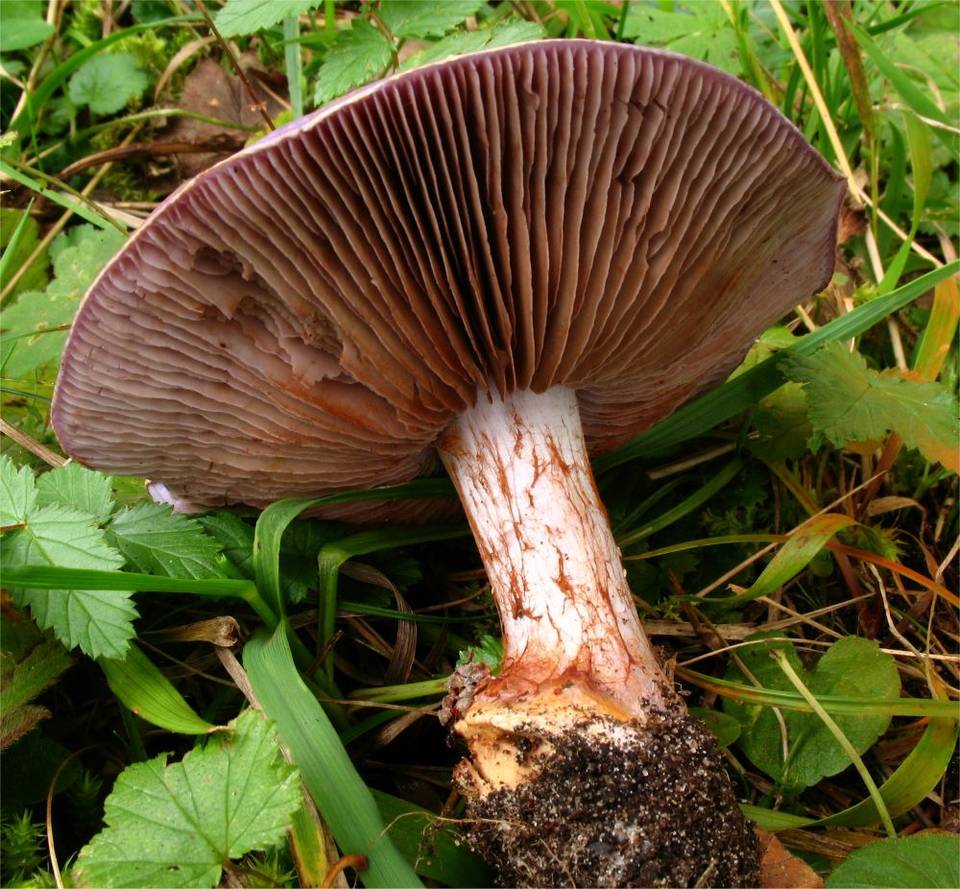 Cortinarius eucaeruleus image