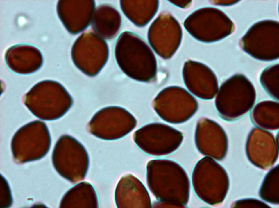 Panaeolus rubricaulis image
