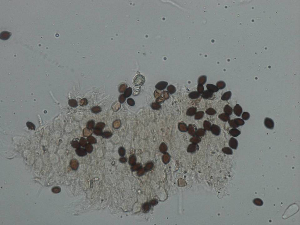 Panaeolus rubricaulis image