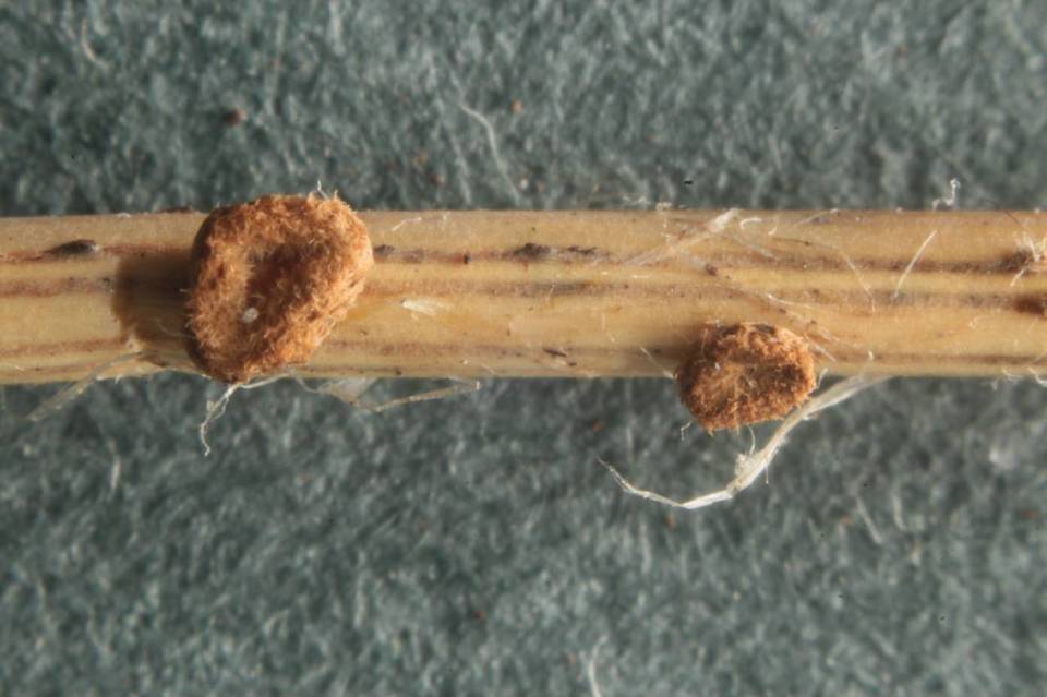 Perrotia distincta image