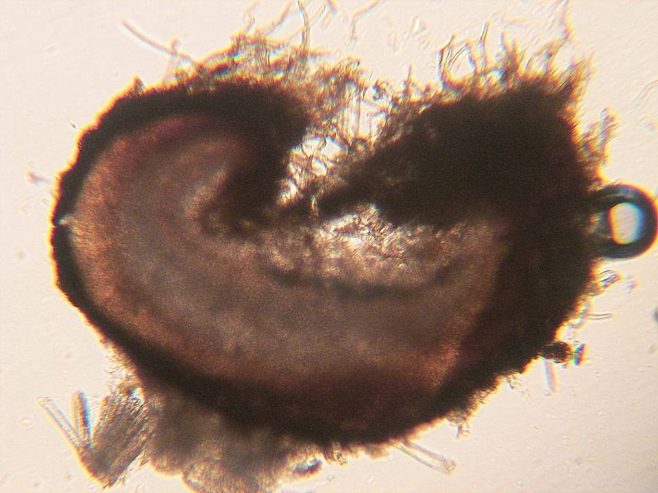 Perrotia distincta image
