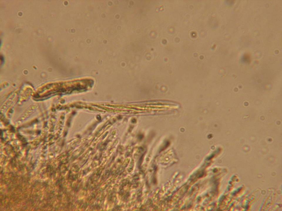 Perrotia distincta image