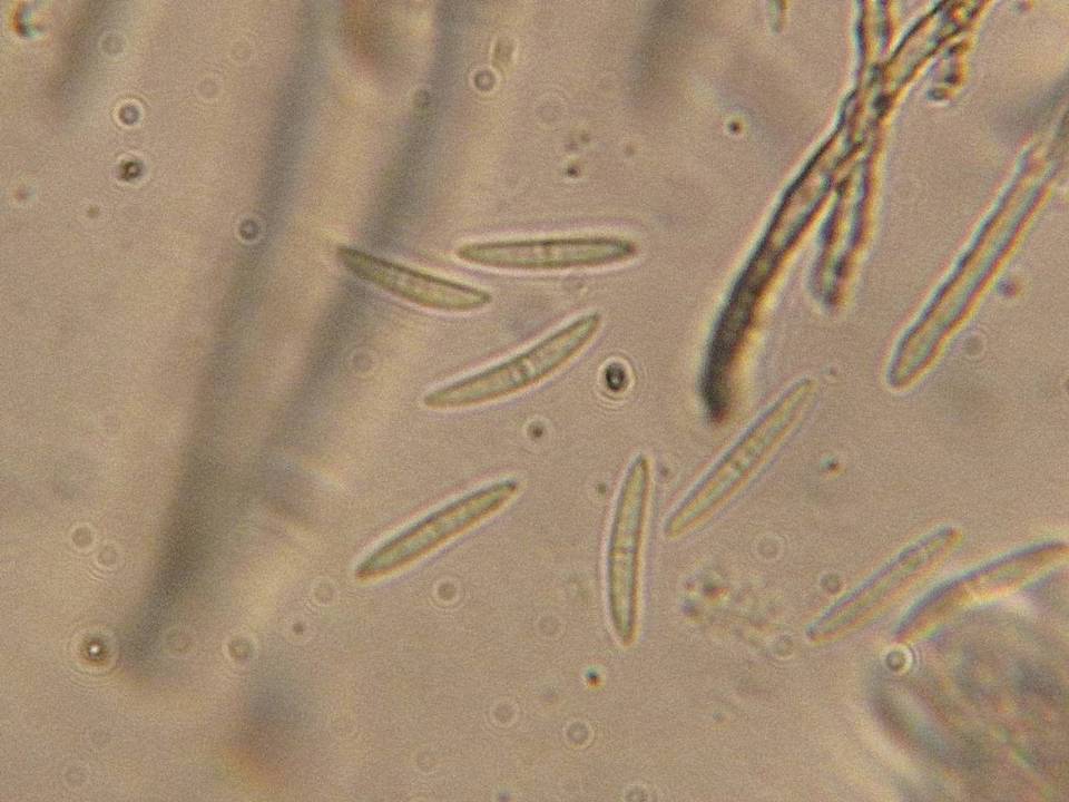 Perrotia distincta image