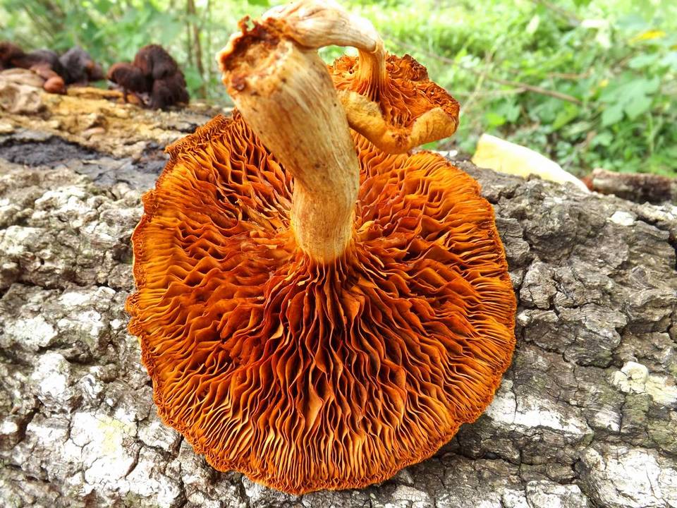 Gymnopilus dryophilus image
