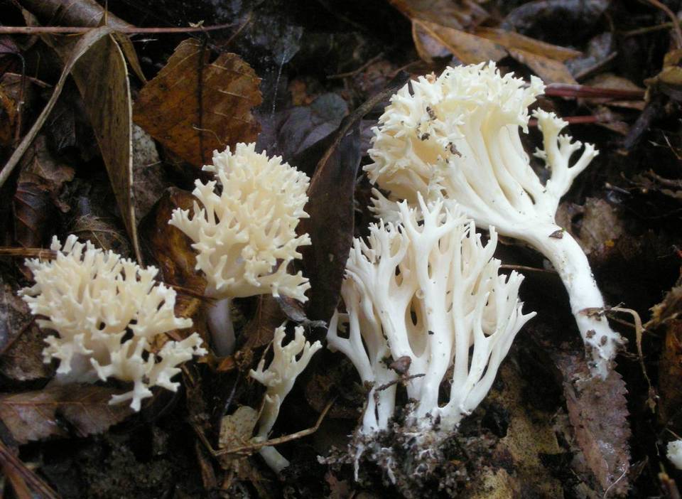 Scytinopogon angulisporus image