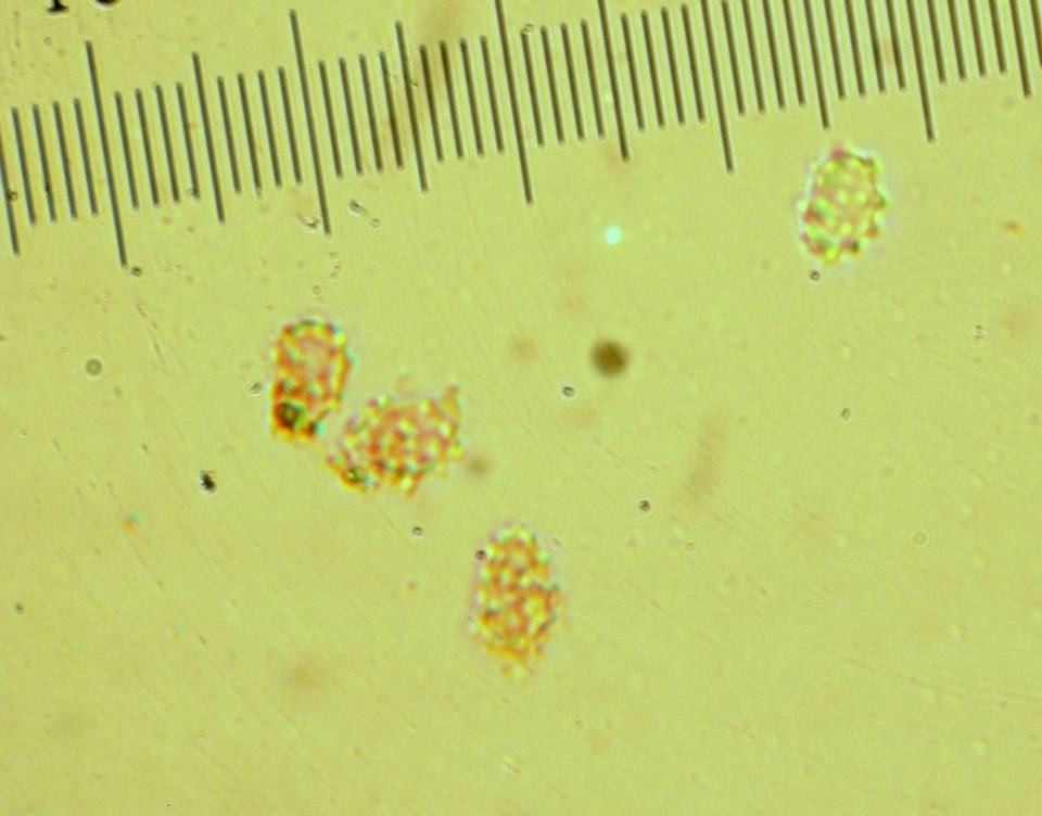 Scytinopogon angulisporus image