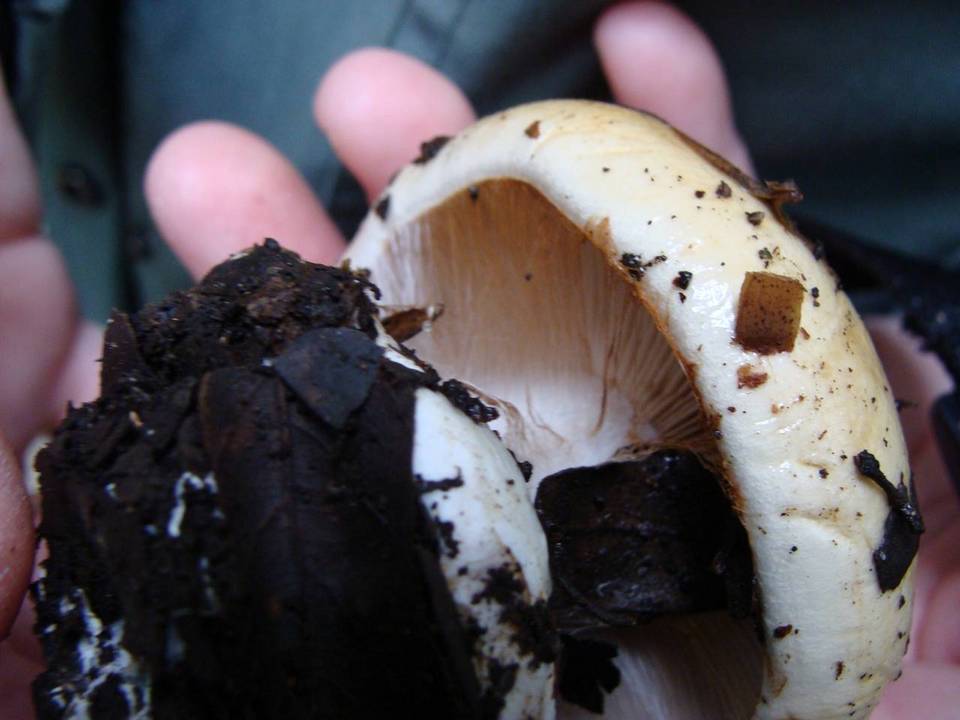 Cortinarius albertii image