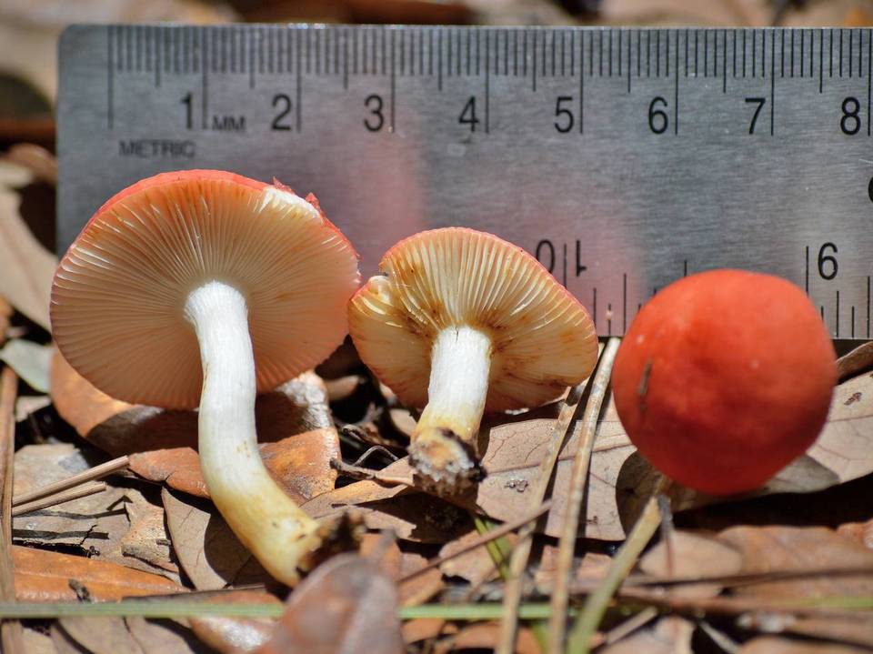 Russula fragiloides image