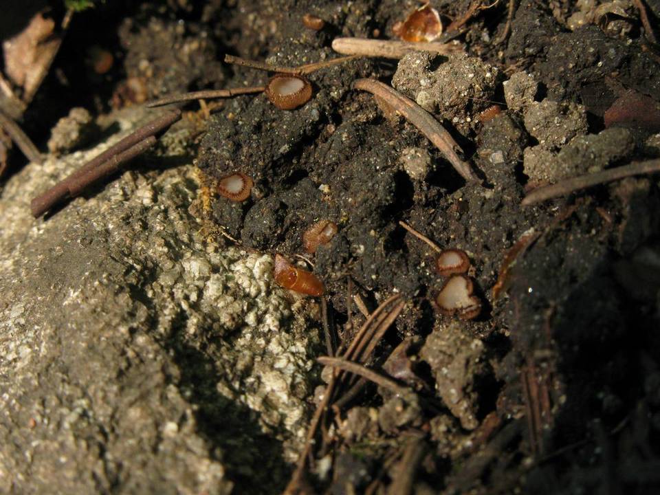 Trichophaea hybrida image