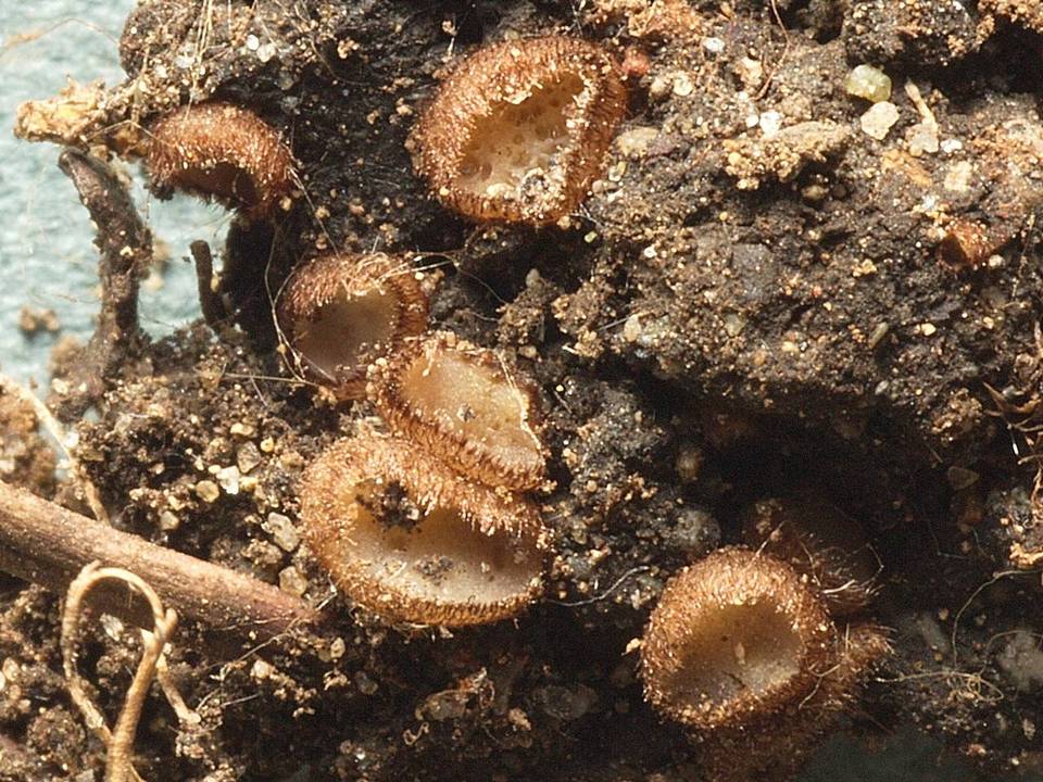 Trichophaea hybrida image