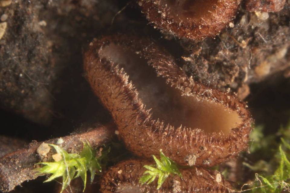 Trichophaea hybrida image