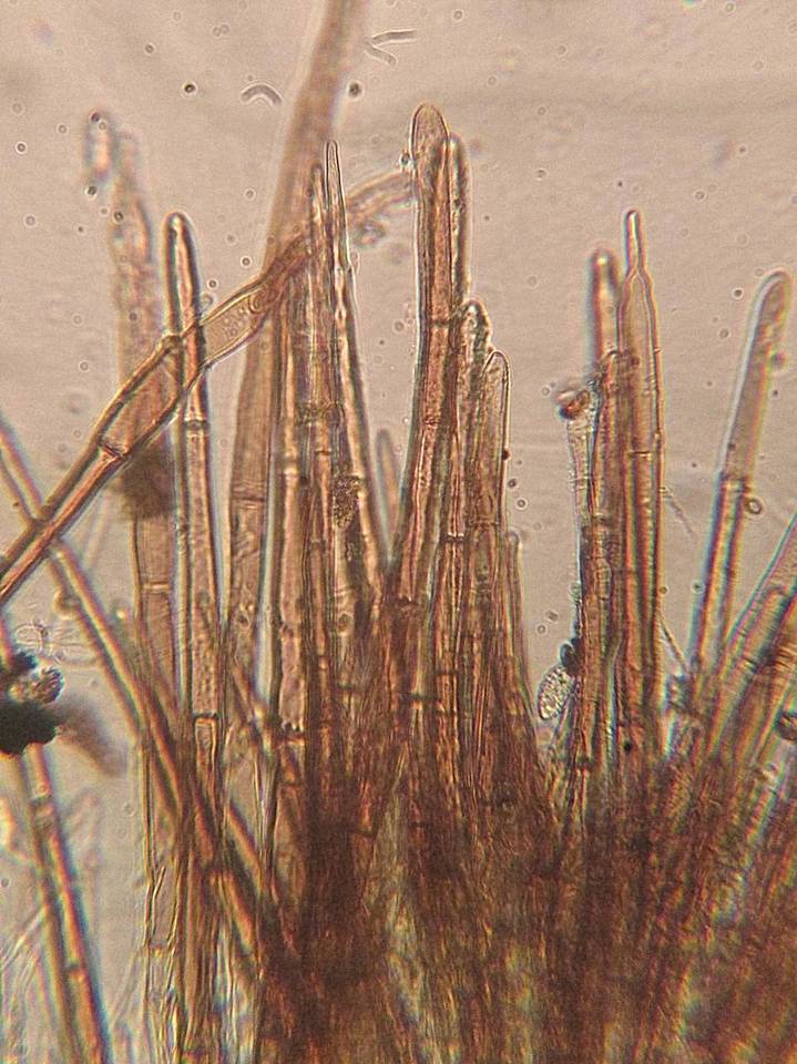 Trichophaea hybrida image