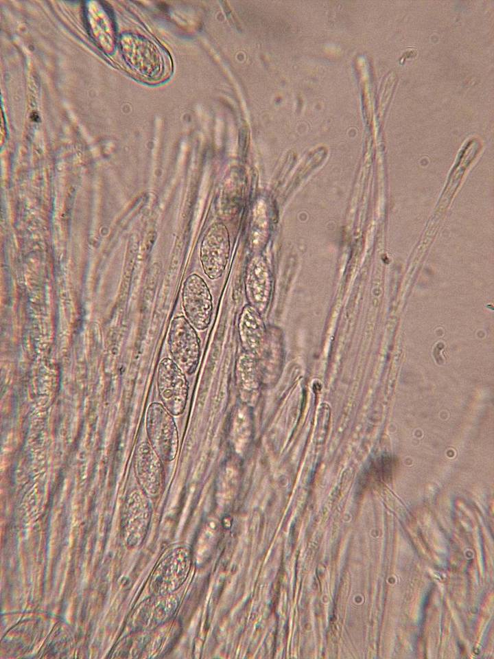 Trichophaea hybrida image