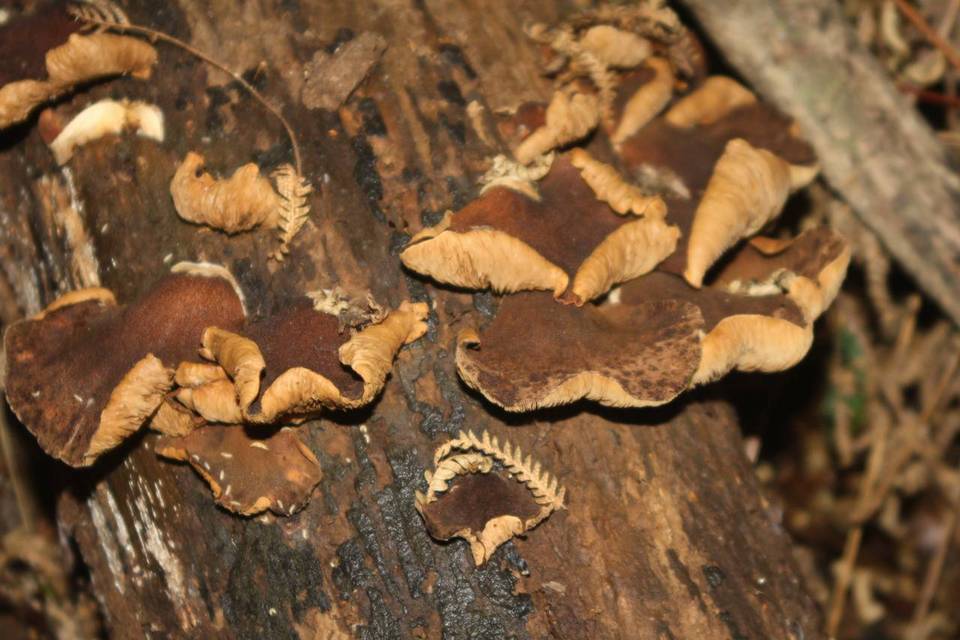 Crepidotus fulvifibrillosus image