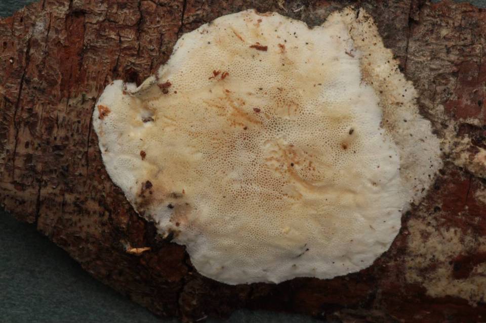 Skeletocutis alutacea image