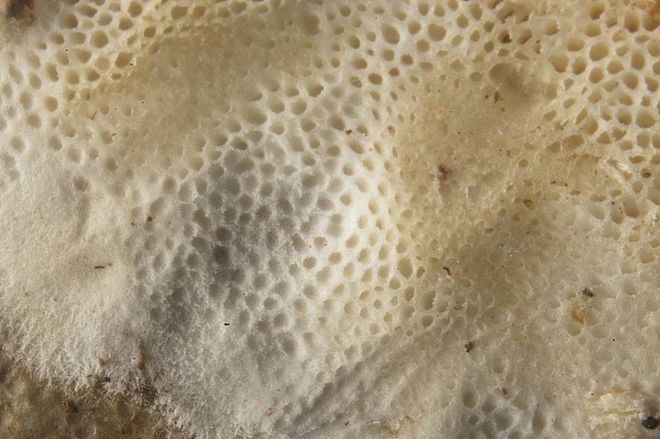 Skeletocutis alutacea image