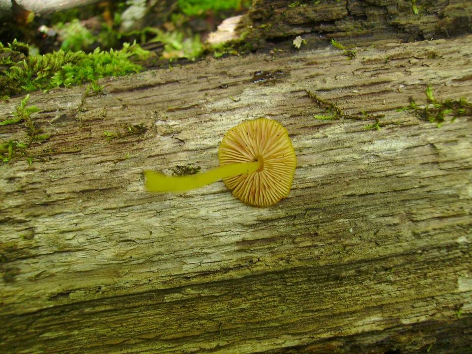 Pluteus admirabilis var. admirabilis image