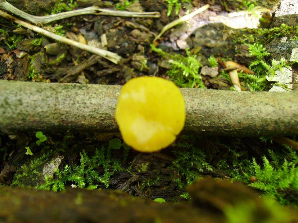 Pluteus admirabilis var. admirabilis image