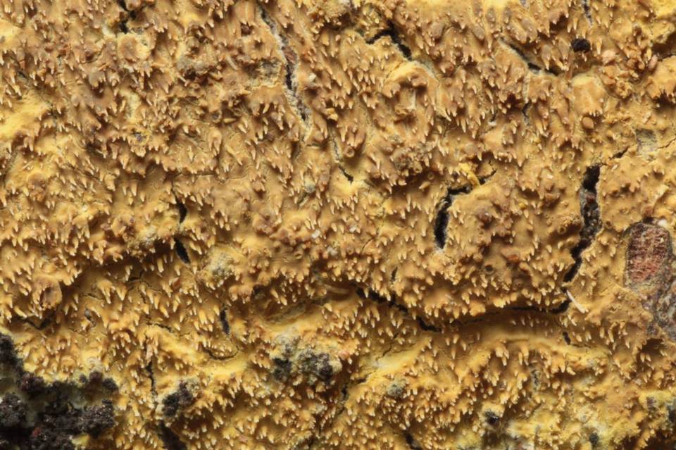 Hyphodontia quercina image