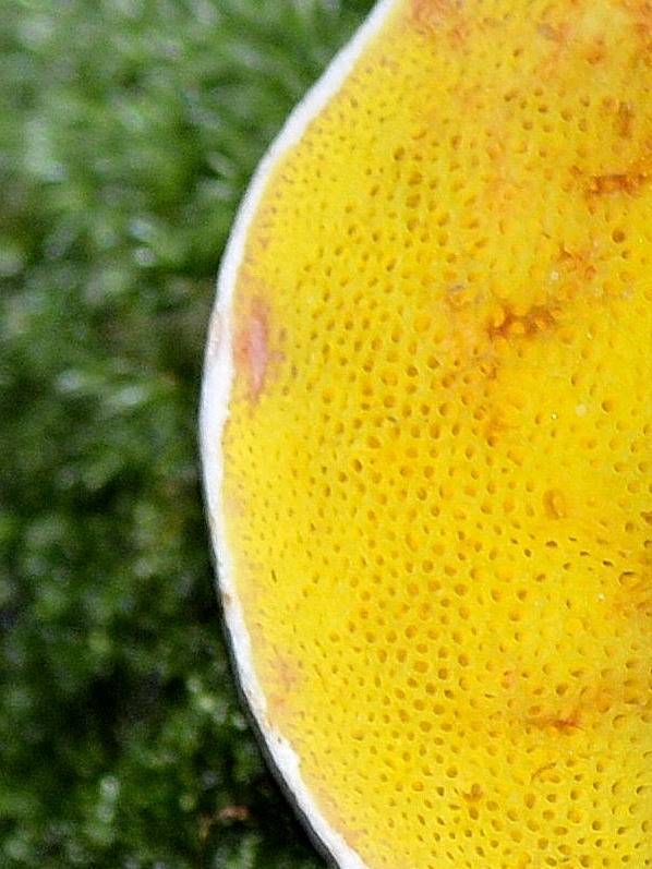 Aureoboletus gentilis image