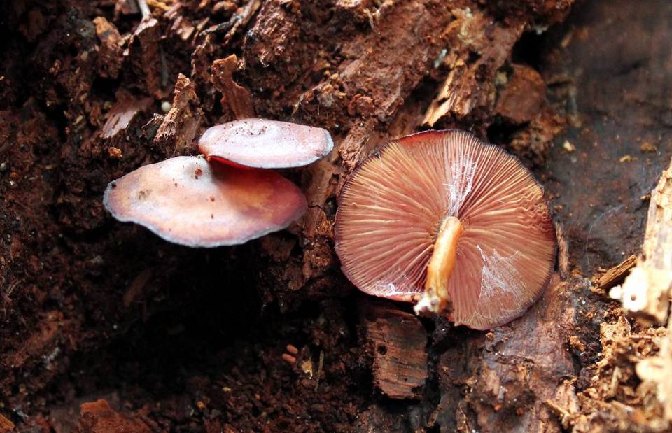 Callistosporium purpureomarginatum image