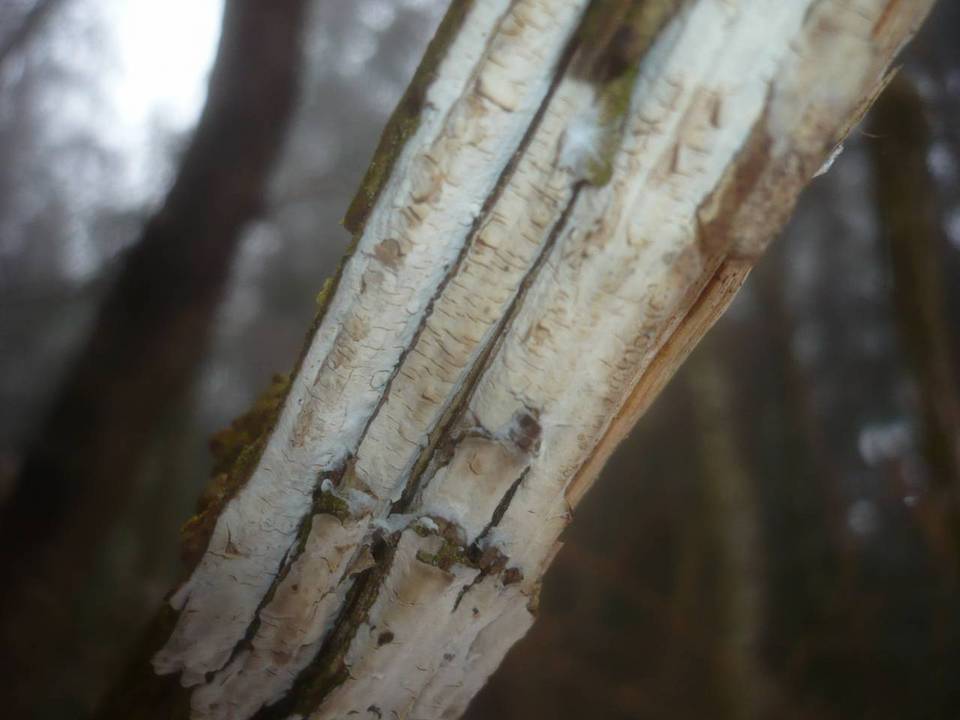Hypochnicium image