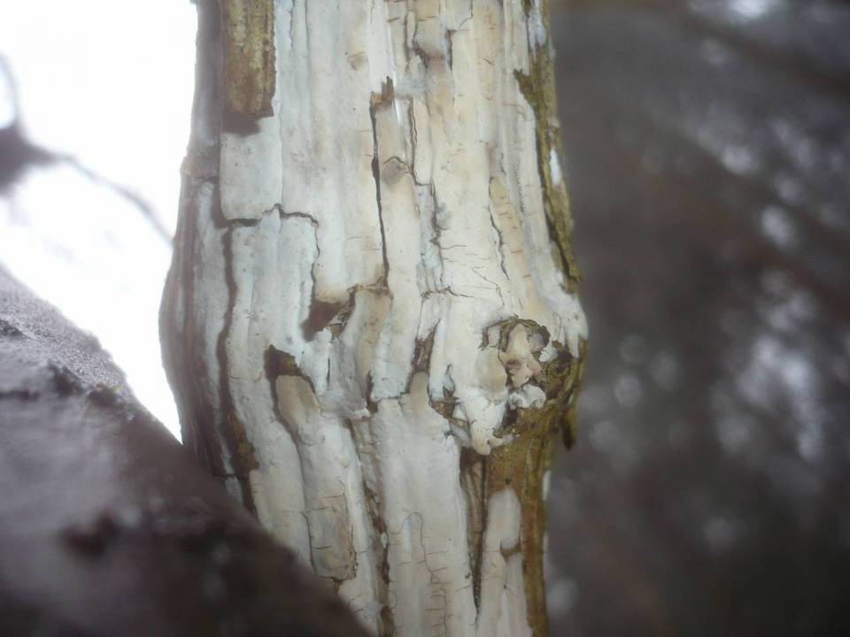 Hypochnicium lundellii image