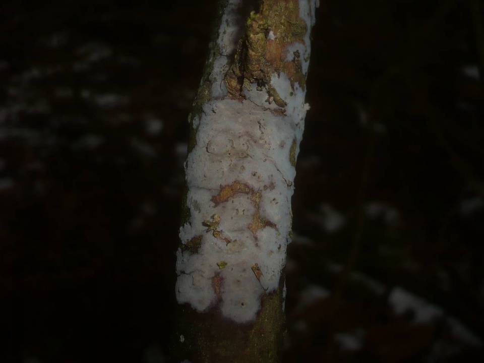 Peniophora piceae image