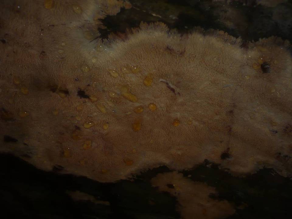 Phlebia mellea image