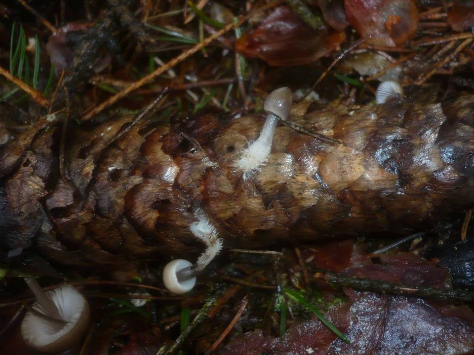 Mycena plumipes image
