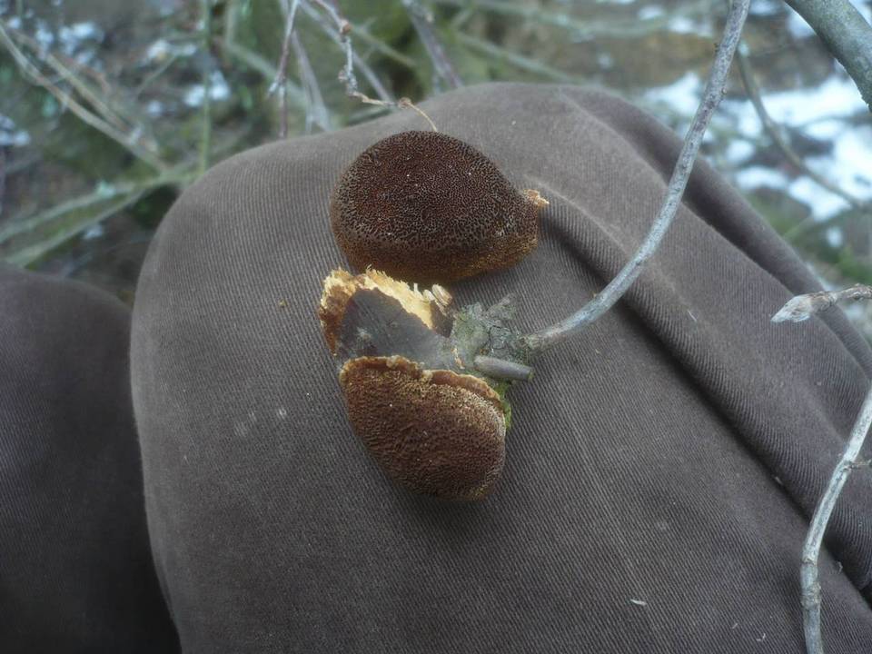 Fuscoporia contigua image
