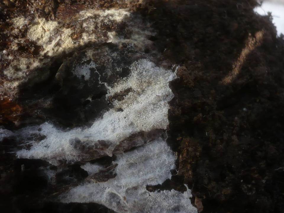 Trechispora farinacea image