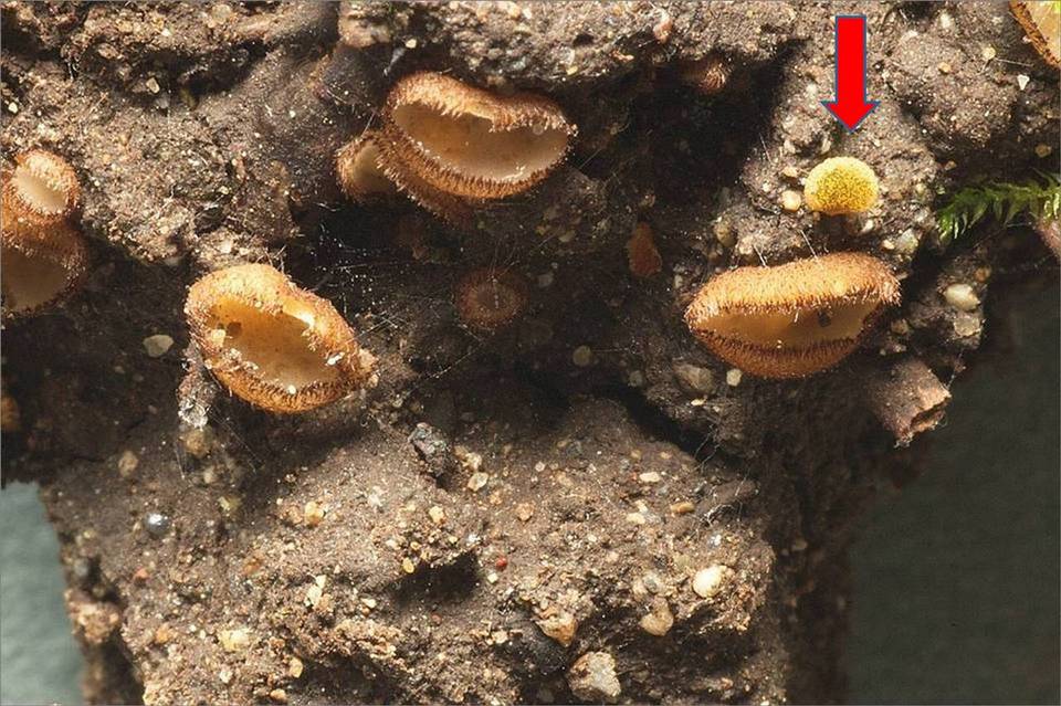 Ascobolus hansenii image