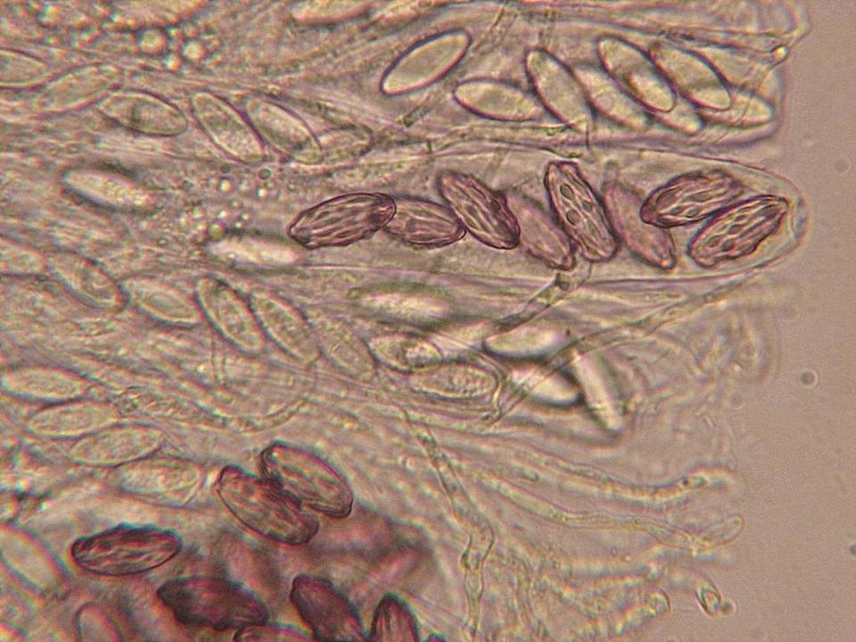 Ascobolus hansenii image