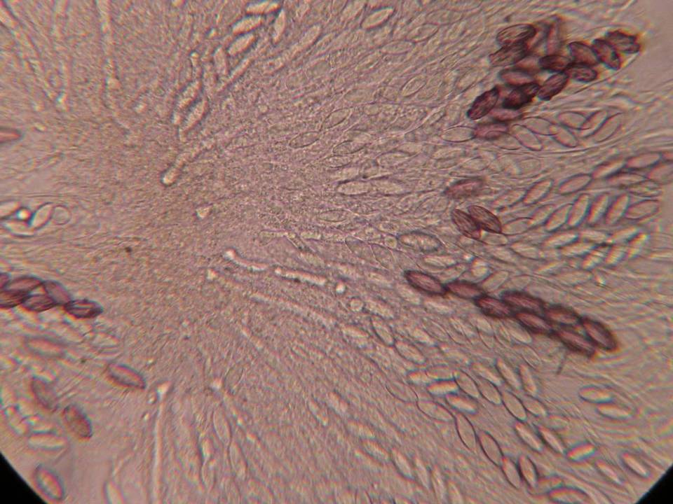 Ascobolus hansenii image