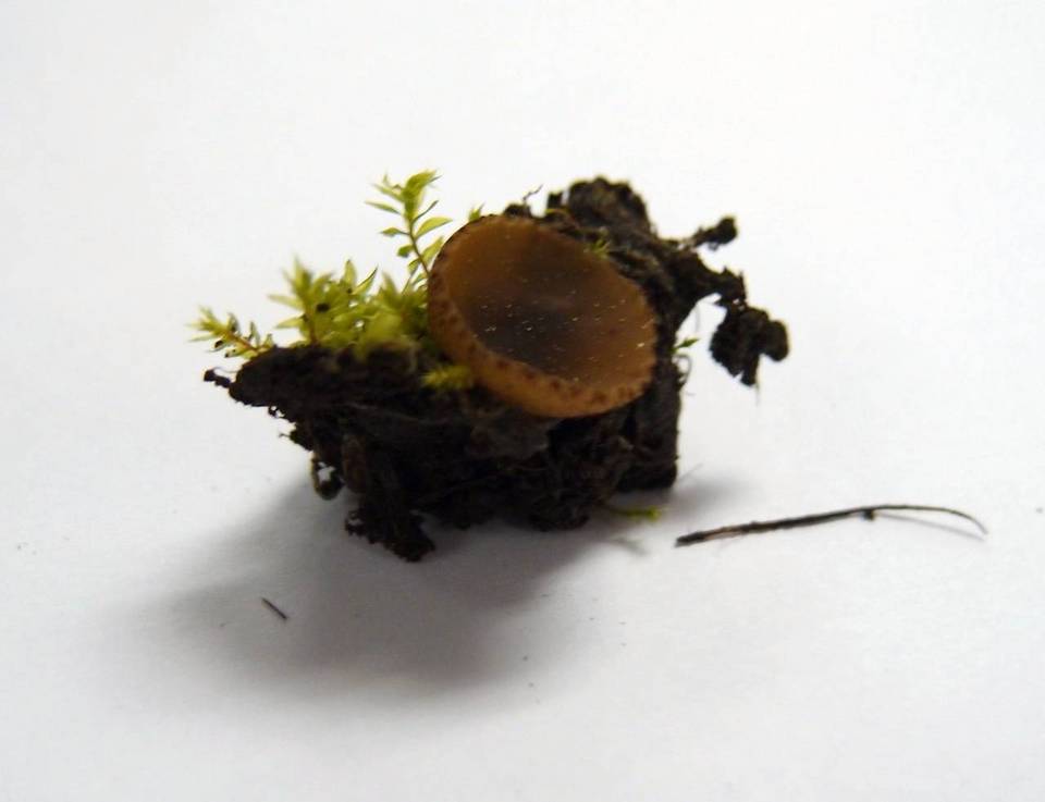 Peziza sepiatra image