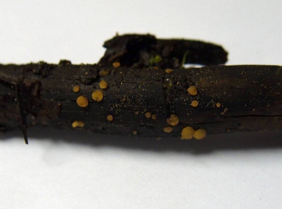 Phaeohelotium carneum image