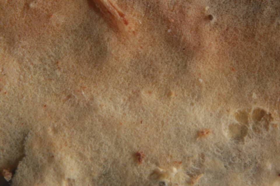 Phanerochaete sordida image