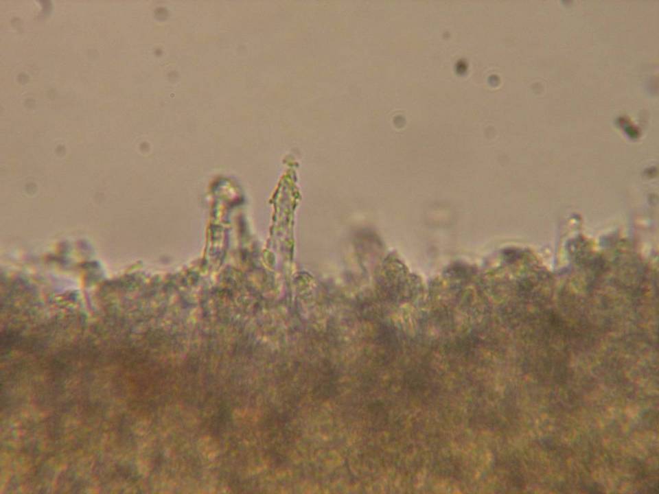 Phanerochaete sordida image