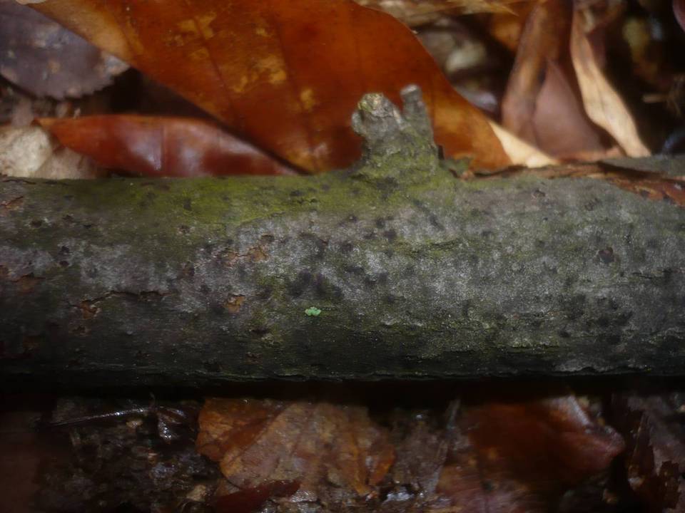 Melanconiella spodiaea image