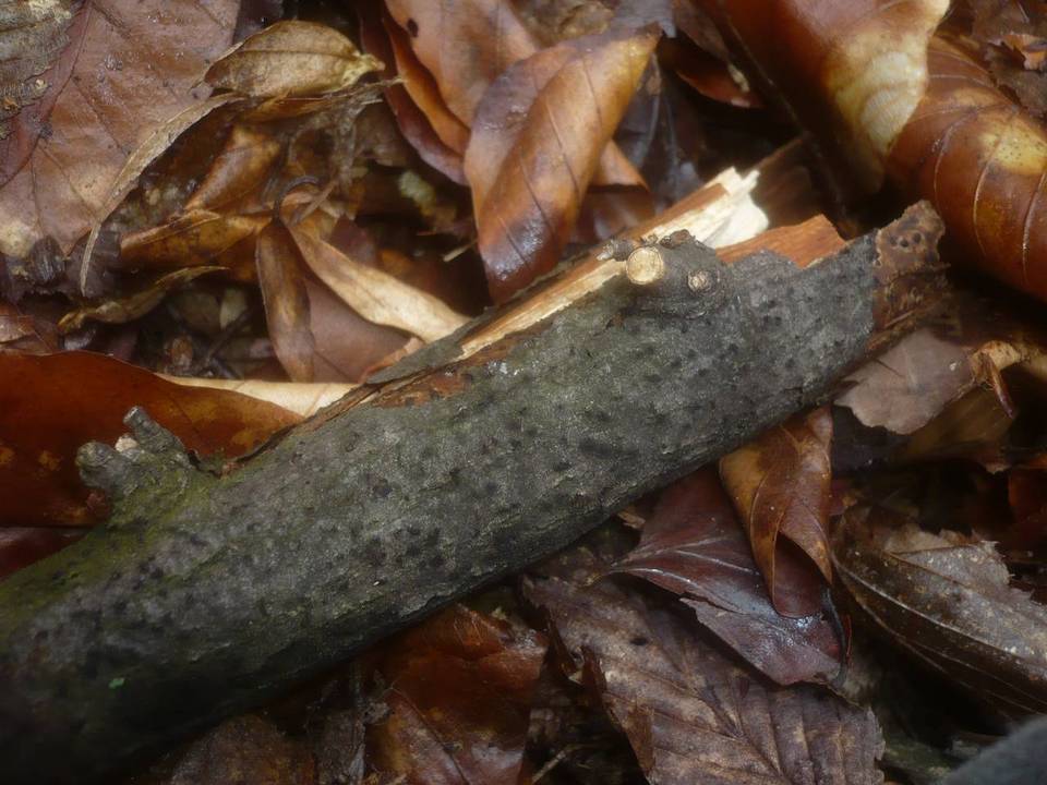Melanconiella spodiaea image