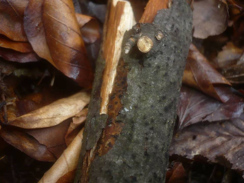 Melanconiella image