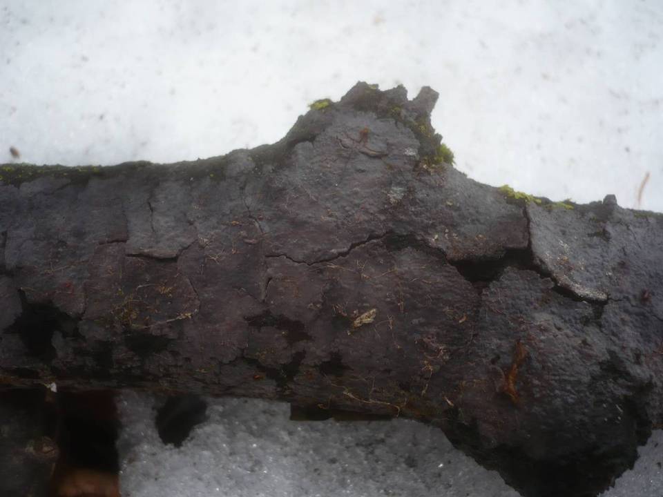 Peniophora rufomarginata image