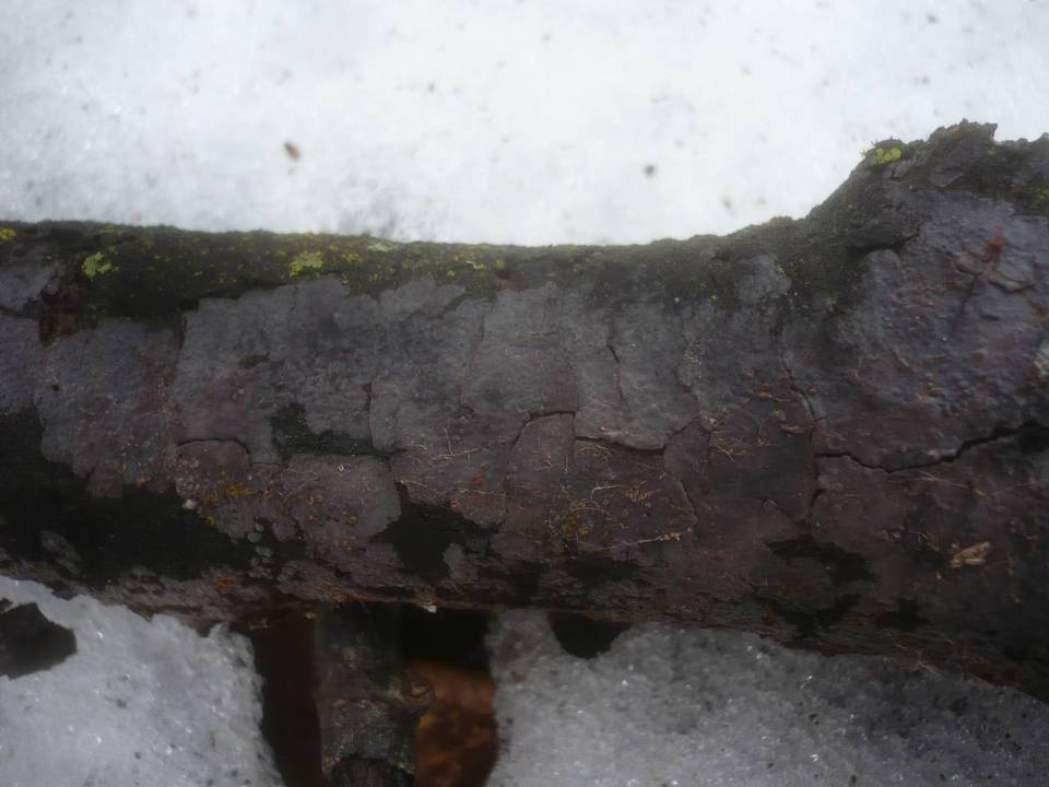 Peniophora rufomarginata image