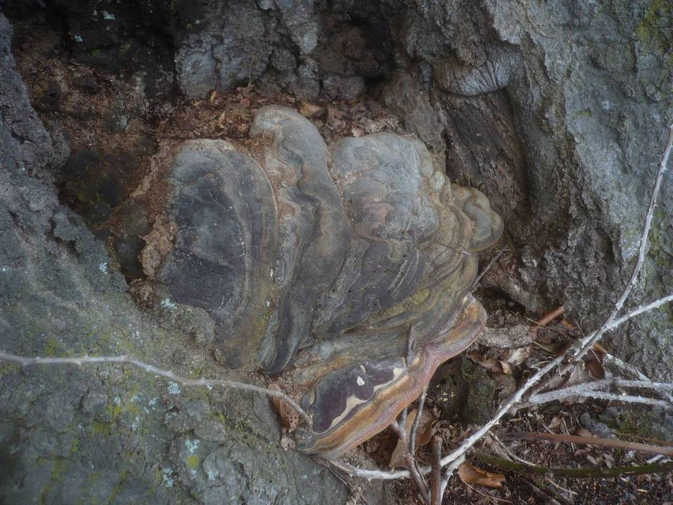 Ganoderma pfeifferi image
