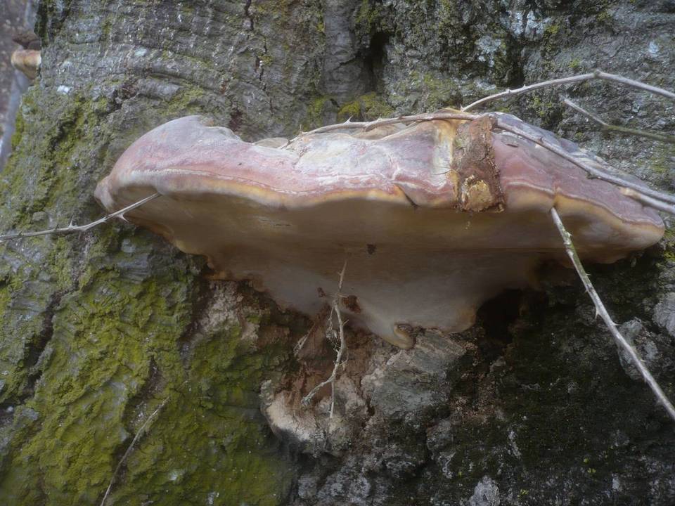 Ganoderma pfeifferi image